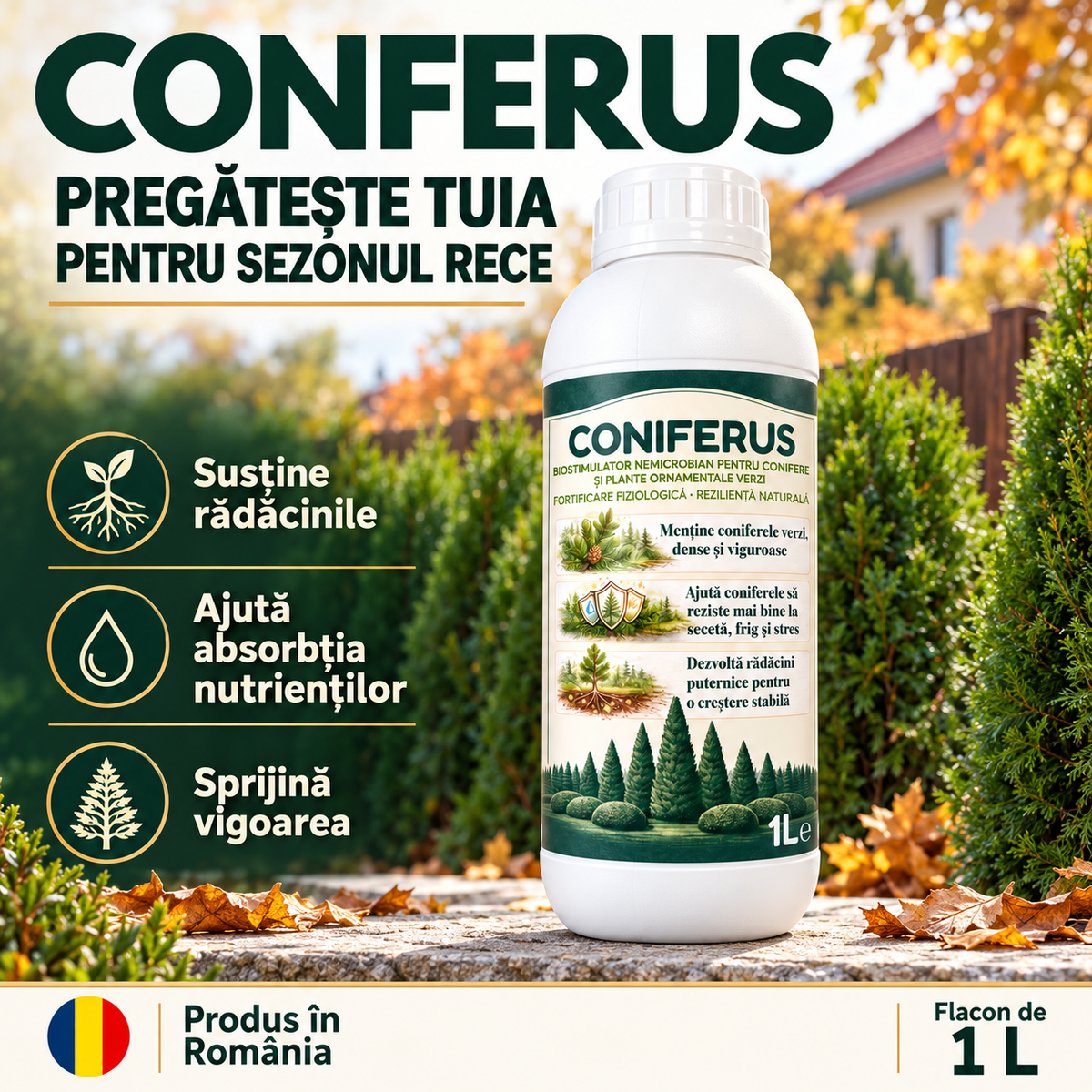 CONIFERUS