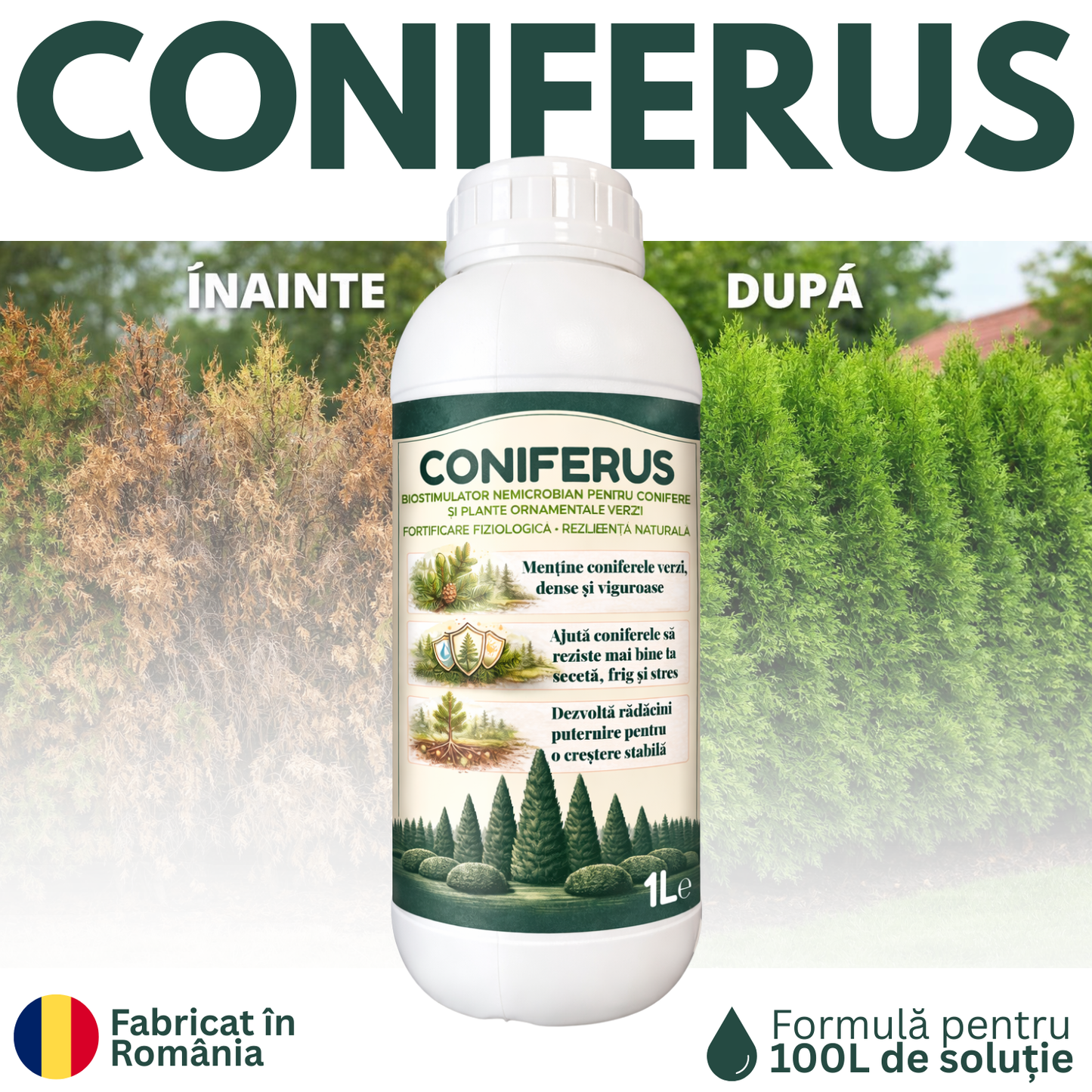 2 x CONIFERUS