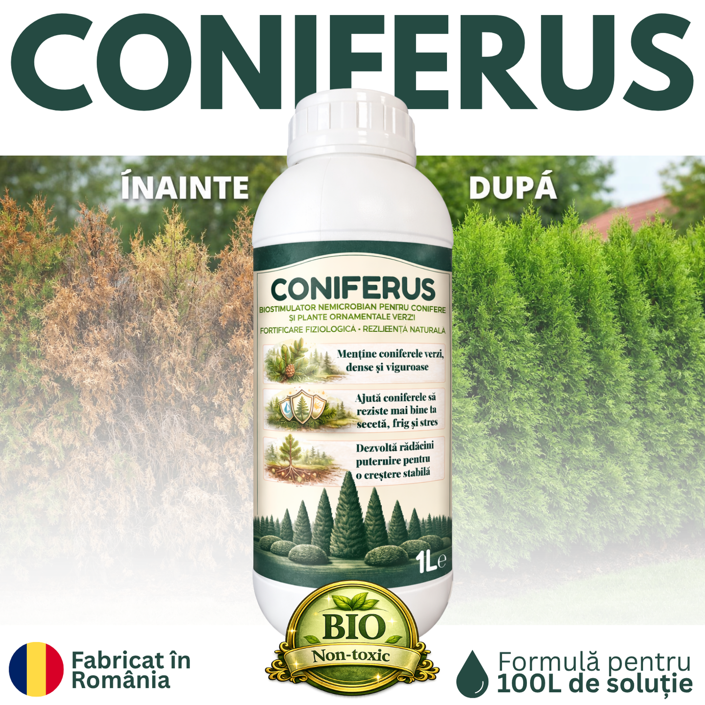 CONIFERUS