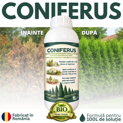 CONIFERUS
