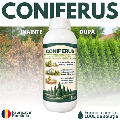 2 x CONIFERUS