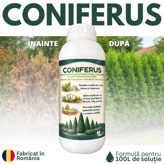 CONIFERUS