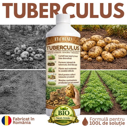 TUBERCULUS
